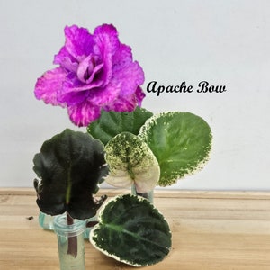 May include: A vibrant purple African violet flower with a variegated pattern, labeled "Apache Bow." Several green leaves, some with white edges, are displayed in small glass vials, suggesting propagation. The arrangement sits on a wooden surface.