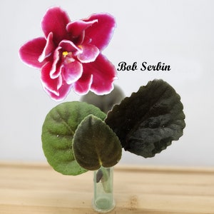 African Violet Cutting, Bob Serbin live unrooted cutting to propagate, free shipping with 7 cuttings, heat pack included