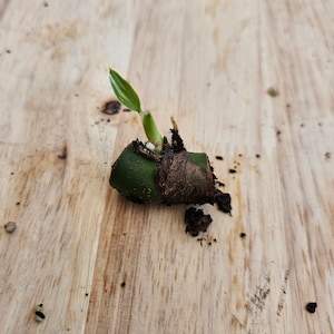 May include: A close-up of a small green plant sprouting from a brown and green seed pod on a light wood surface.