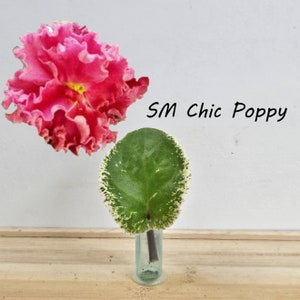 African Violet variegated cutting, SM Chic Poppy live unrooted leaf to propagate, free shipping with 7 cuttings, heat pack included