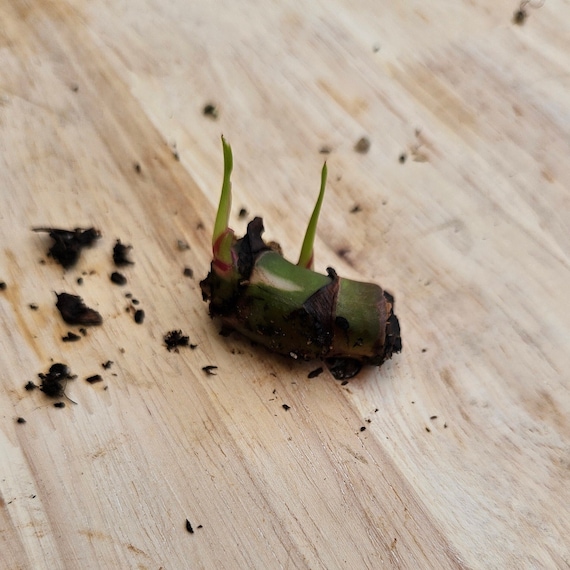 1 White Princess Philodendron Node Cutting, Live Philodendron Node With  Spikes - Etsy