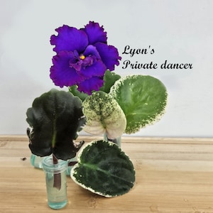 May include: A close-up of a vibrant purple African violet flower with a yellow center, and several green leaves. The leaves are in small glass vials. The text "Lyon's Private dancer" is written in cursive.
