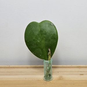 May include: A single, heart-shaped Hoya Kerrii leaf, a succulent plant, in a small, clear, cylindrical vase. The leaf is a deep green color with a smooth texture. The vase sits on a light brown wooden surface.