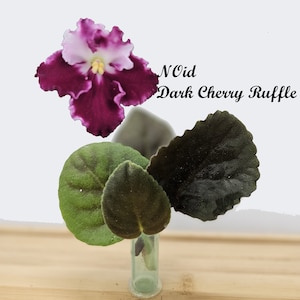 African Violet Cutting, Dark Cherry Ruffle NOid, cutting to propagate, free shipping with 7+