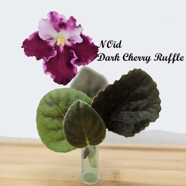 African Violet Cutting, Dark Cherry Ruffle NOid, cutting to propagate, free shipping with 7+ , heat pack included