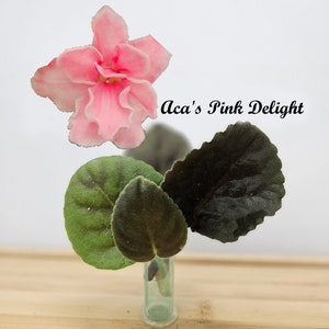 May include: A close-up of an African violet cutting, featuring a vibrant pink flower and dark green leaves. The text "Aca's Pink Delight" is displayed in elegant script. The cutting is in a small, clear tube.