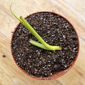 May include: A close-up of a green plant stem with roots growing in brown soil. The stem is bent over and the roots are visible at the base of the stem.