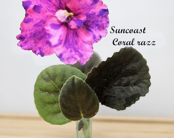 African Violet Cutting, Suncoast Coral Razz live unrooted cutting to propagate, free shipping with 7 cuttings, heat pack included