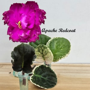 May include: A close-up of a pink African violet plant with green leaves. The plant is labeled "Apache Redcoat".