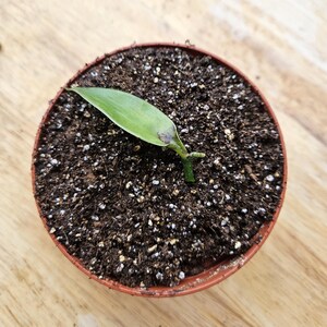 May include: A small green plant with a single leaf growing in a brown pot filled with dark brown soil.