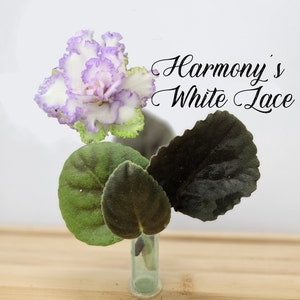 African Violet Cutting, Harmony's White Lace live unrooted cutting to propagate, free shipping with 7 cuttings, heat pack included