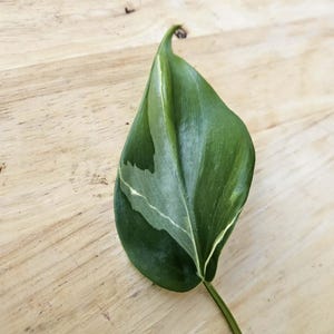 philodendron small Philodendron Mini Monstera Minima