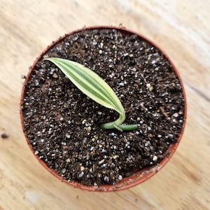 May include: A small, round, brown plastic pot filled with dark soil. A single, young plant with a green stem and a long, green and yellow striped leaf is planted in the center. The pot sits on a light brown wooden surface.