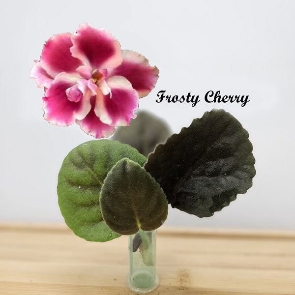 African Violet Cutting, Frosty Cherry live unrooted cutting to propagate, free shipping with 7 cuttings, heat pack included