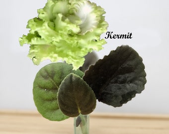 African Violet Cutting, Kermit live unrooted cutting to propagate, free shipping with 7 cuttings, heat pack included