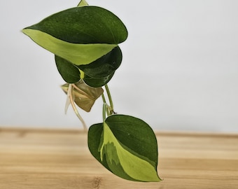 Philodendron Brasil Cutting, live unrooted cutting to propagate, free shipping with 7 cuttings