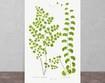 Affiche Botanical Harmony Adiantum assimile et A. lunulatum fougères, impression de qualité musée Collection « Fougères : britanniques et exotiques » Décoration d'intérieur