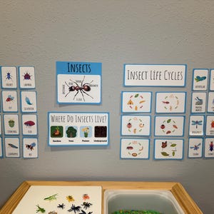 Puede incluir: Decoración mural educativa con temática de insectos, con tarjetas ilustradas con insectos y diagramas de ciclos de vida. Incluye el texto "Insectos" y "Ciclos de vida de los insectos". Las tarjetas están dispuestas en una pared gris.