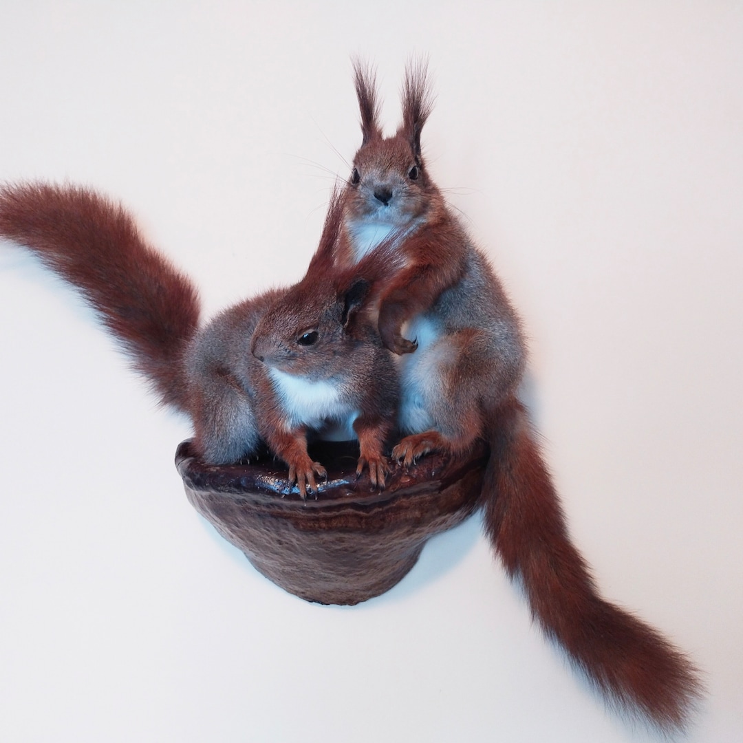 Taxidermy Souvenir Stuffed Squirrels 39 - Etsy