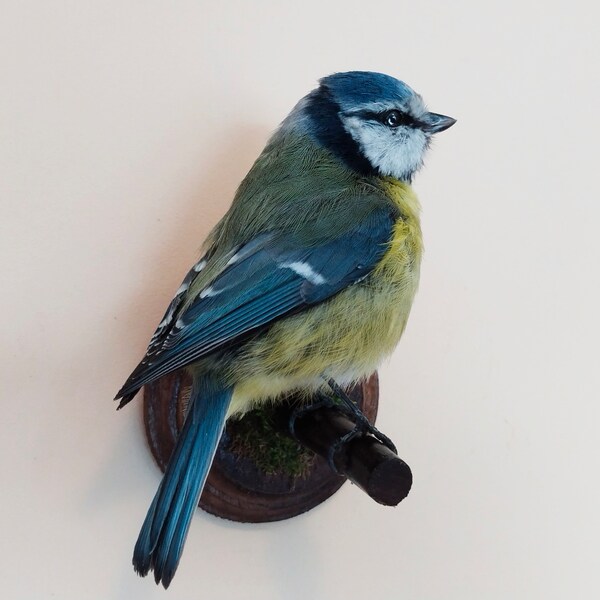 Taxidermy souvenir bird blue tit 47