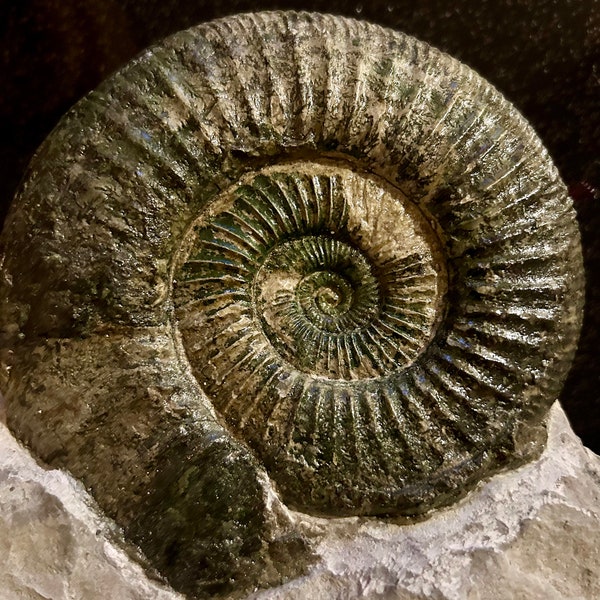 Ammonit Fossil 150 Mio Jahre alt