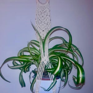 May include: A spider plant in a white and blue pot suspended in a macrame plant hanger. The plant has long, green and white striped leaves that curl downwards. The macrame hanger is made of cream-coloured rope.