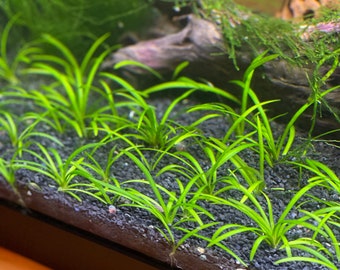 Dwarf Sagittaria Aquarium Plant Bundle - 10x Plants
