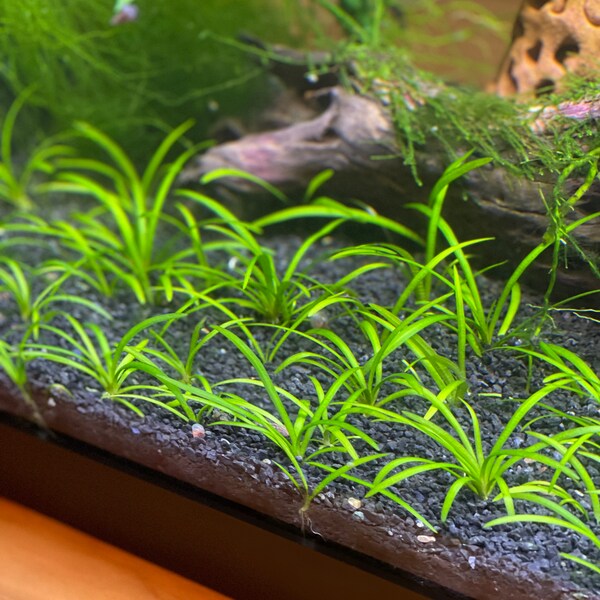 Dwarf Sagittaria Aquarium Plant Bundle - 10x Plants