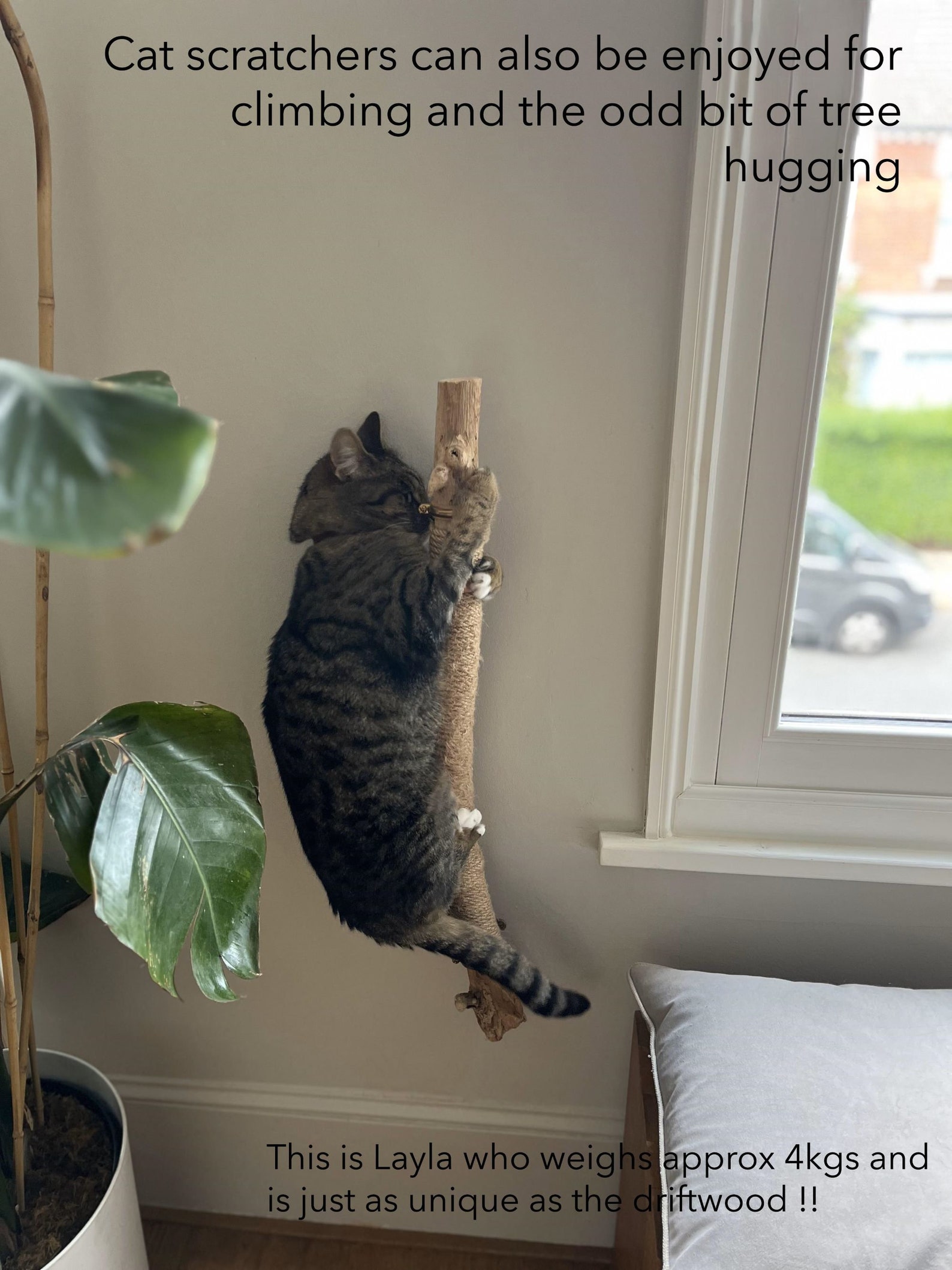 Illustration of Cat Wall Brackets Black Framed