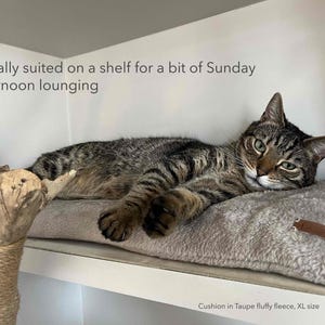 Perfect for a spot of cat lounging on a cat cushion in a shelf