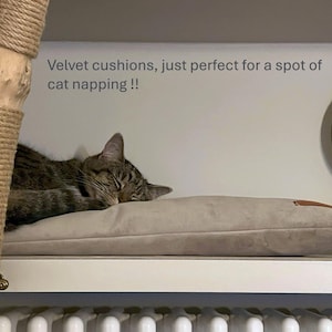 Layla cat napping on her velvet cushion