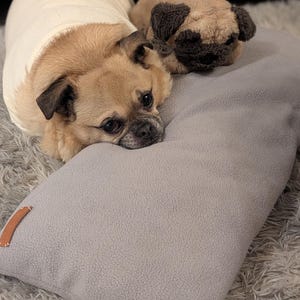 May include: A small brown and white dog with a white shirt on is lying on a gray pillow with a brown leather tag. The dog is looking at the camera with a sad expression. The pillow is on a fluffy white rug.
