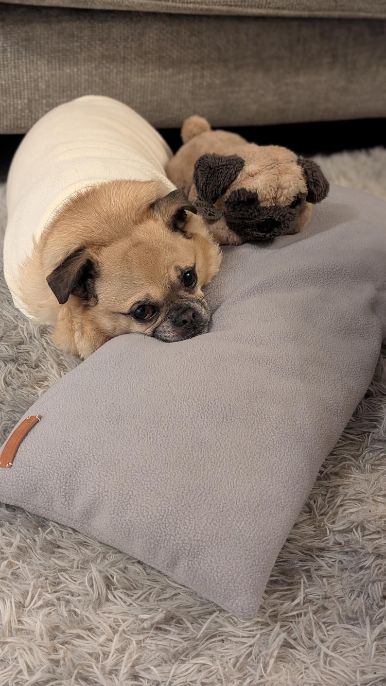May include: A small brown and white dog with a white shirt on is lying on a gray pillow with a brown leather tag. The dog is looking at the camera with a sad expression. The pillow is on a fluffy white rug.