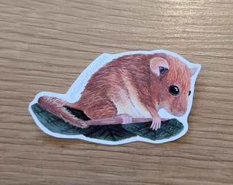 May include: A brown and white dormouse sitting on a green leaf. The dormouse has a long tail and is looking to the left.