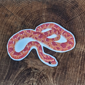 May include: A red and orange corn snake sticker with a white background. The snake is curled up in a circle with its head facing the right side of the image.
