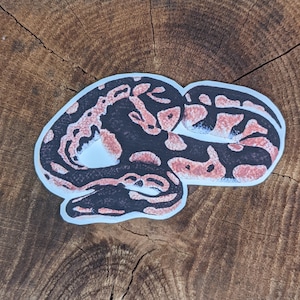 May include: A close-up of a black and orange snake curled up on a wooden surface. The snake has a distinctive pattern of black and orange scales.