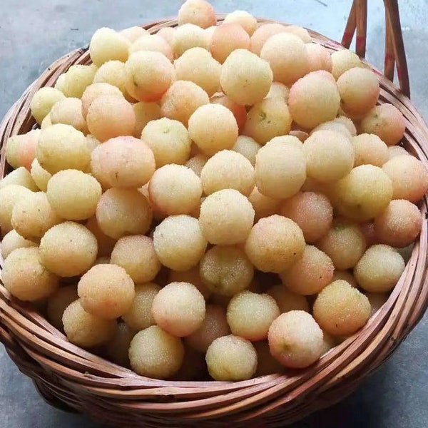 Grafted White Crystal Morella Rubra aka Yangmei Fruit Tree