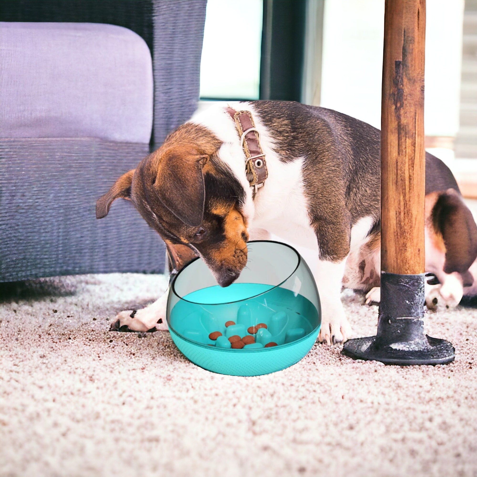 Dog drinking cup cheap