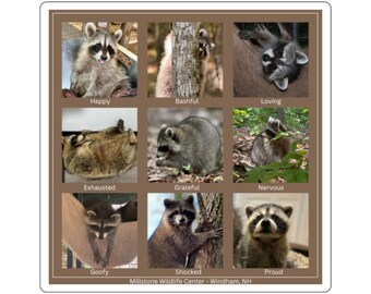Waschbär-Stimmungs-Gitter-Quadrataufkleber | Süße Tier Foto Collage