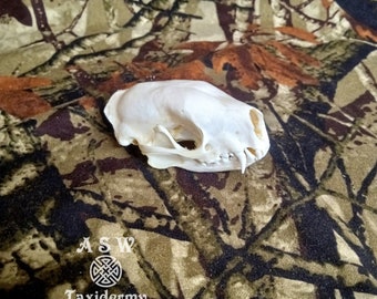Professionally cleaned and whitened skunk skull