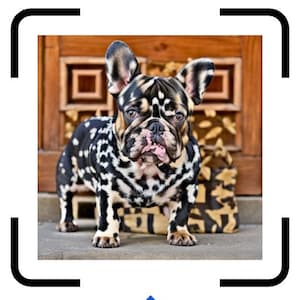 QR Code Pet Tag, Personalized Dog ID, Aluminum Cat Safety, Scan Contact Info.