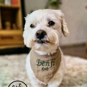 Puede incluir: Un perro pequeño y blanco con un pañuelo beige con el nombre "Benji" bordado en verde y un dibujo de hueso. El texto superior dice "Halsumfang max. 28 cm" y "Für kleine Hunde". Un logotipo de "E&E Stitch" está en la parte inferior.