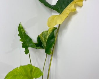 Philodendron Thaumatophyllum Williamsii Variegated | Live Plant | Rare Plant | Rooted | House Plant | 4in Pot