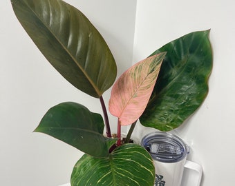 Philodendron Pink Birkin / Marble | Live Plant | Rare Plant | Rooted | House Plant | 4in Pot