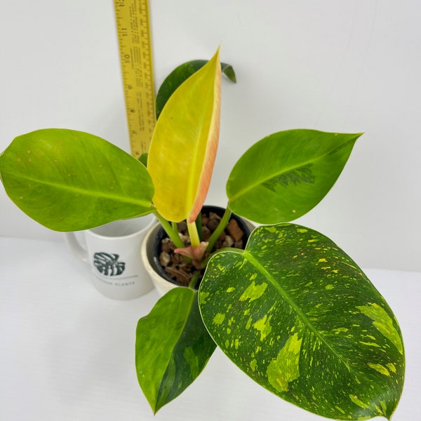 Philodendron Green Congo Nuclear Variegated | Live Plant | Rare Plant | Rooted | House Plant