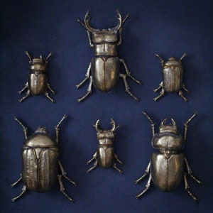 Large Gold Lady Stag Beetle image 4