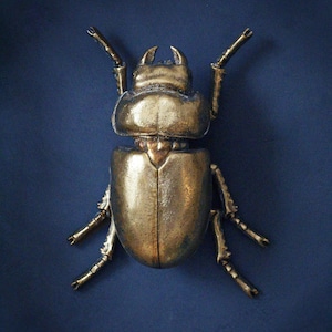 Large Gold Lady Stag Beetle image 2