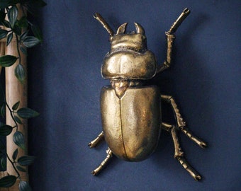 Large Gold Lady Stag Beetle