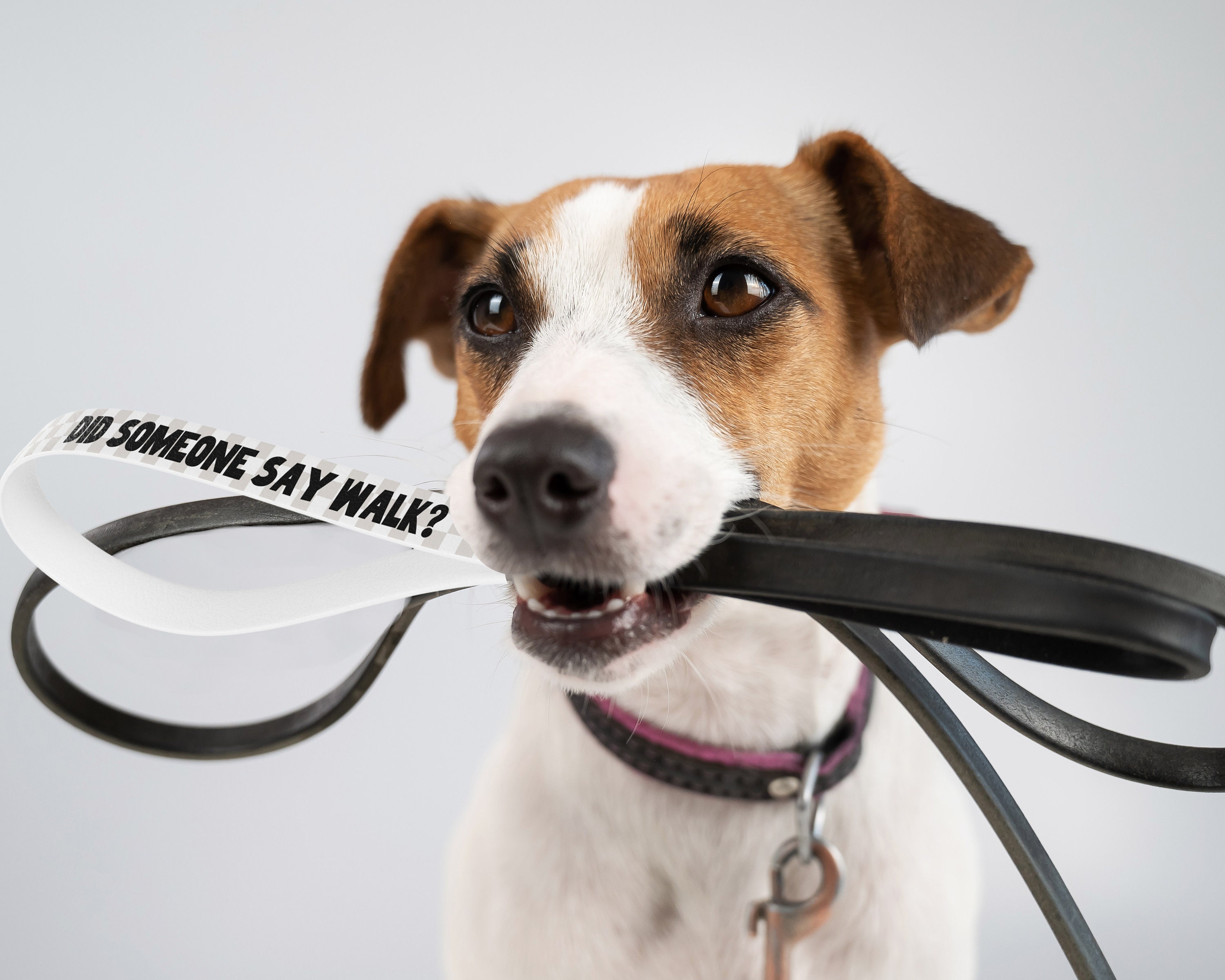 Hundeleine 'Do Not Pet' – Lustige Leine Für Hunde, 150 Cm Lang, Aus Strapazierfähigem Polyester