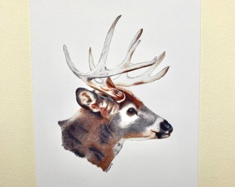 Deer Art Print